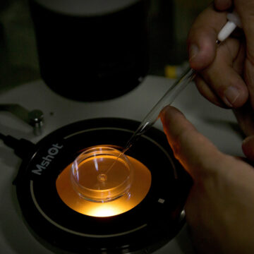 W.H.O. Experts Seek Limits on Human Gene-Editing Experiments