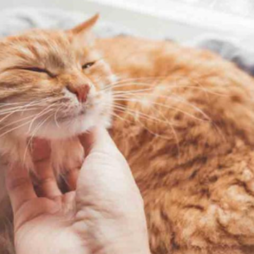 How Cute Cats Help Spread Misinformation Online