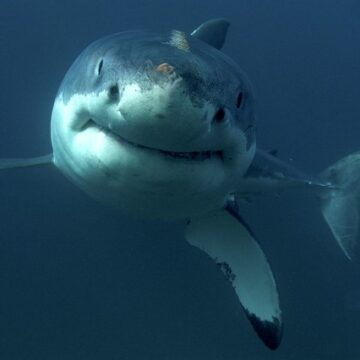 Life … Finds a Way: Epaulette Shark at Chicago Zoo Has An ‘Immaculate Conception’