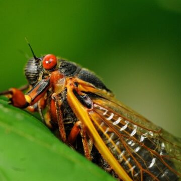 CBS News: Hyper-sexual ‘Zombie Cicadas’ With STDs – Yes This is a Thing That Happened