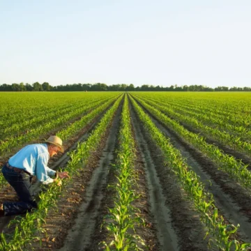 ‘You Were Warned’: Arkansas Farmers Who Voted for Trump Plead for Emergency Aid as Tariffs Push Them Into Ruins
