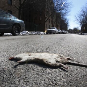 New Reason to Skip Seattle: Government Says Just Flush the Rats Climbing Your Toilet New Reason to Skip Seattle: Government Says Just Flush the Rats Climbing Your Toilet