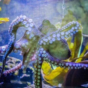 Octopus’s Pardon: Naive British Man Survives Encounter With Blue-Ringed Tiny Tentacled Terror